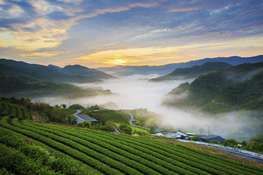 Tea farm near Taipei, Taiwan